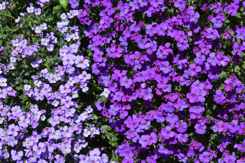 Aubretia carnival and agnete, shades of purple flowers cascading down a wall Aubretia carnival and agnete, shades of purple flowers cascading down a wall