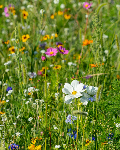 field of wildflowers with selective focus. great field for pollination.