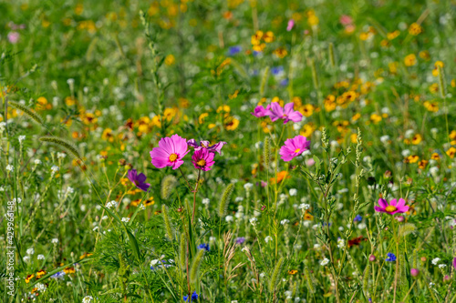 field of wildflowers with selective focus.  great field for pollination.