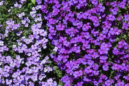 Aubretia carnival and agnete  shades of purple flowers cascading down a wall