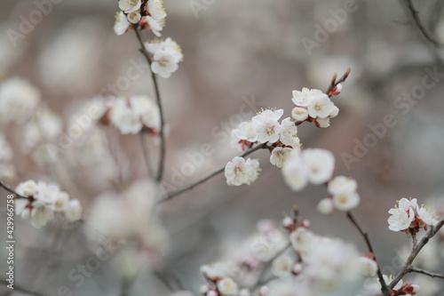 blooming apricot blooms and pleases everyone around