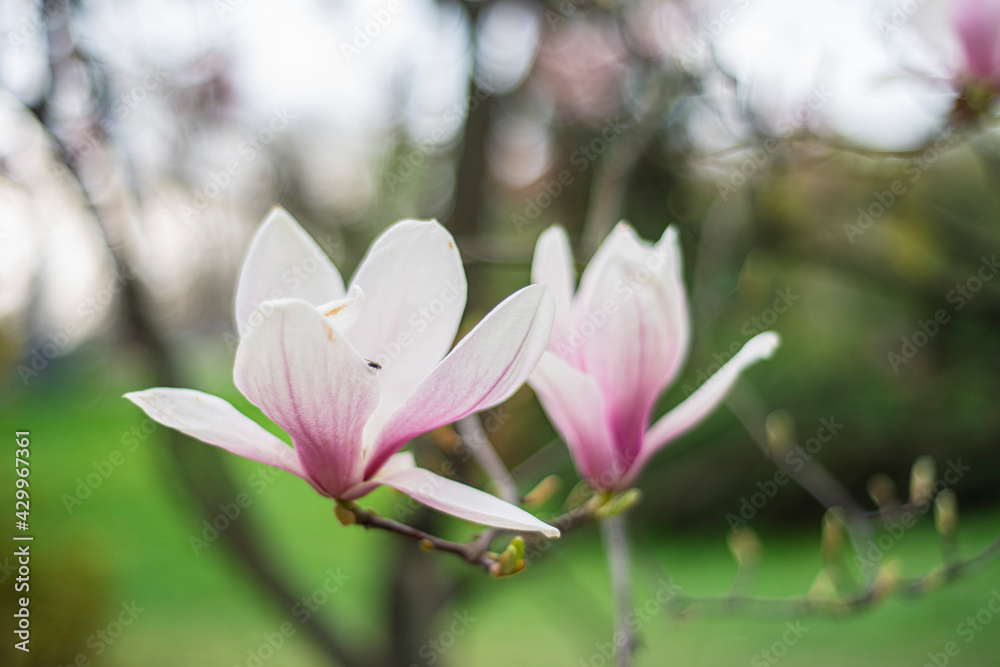 Fototapeta premium blooming magnolia close-up in early spring, fresh buds of pink magnolia in a city park, magnolia 