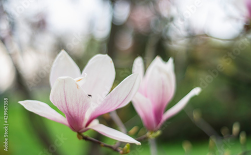 blooming magnolia close-up in early spring  fresh buds of pink magnolia in a city park  magnolia  X Soulangeana  in Uzhgorod  awakening nature  large pink flowers  copy space