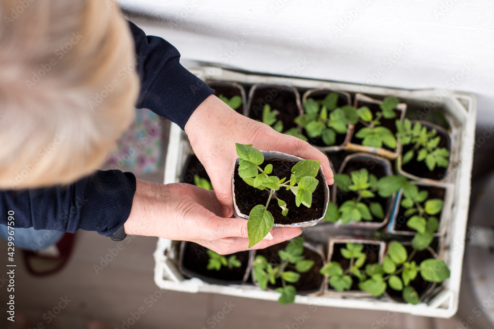hands hold tomato seedlings. a box with seedlings. spring planting of the garden hands hold tomato seedlings. a box with seedlings. spring planting of the garden