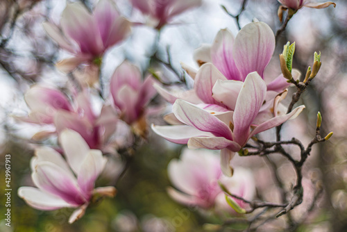blooming magnolia in early spring, fresh buds of pink magnolia in a city park, Magnolia "X Soulangeana" in Uzhgorod, nature awakening, large pink flowers close-up, copy space © Olga Mykovych