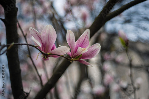 blooming magnolia close-up in early spring, fresh buds of pink magnolia in a city park, magnolia "X Soulangeana" in Uzhgorod, awakening nature, large pink flowers, copy space © Olga Mykovych