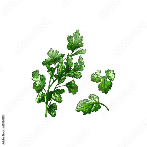 Parsley branches and leaves. Vector color vintage hatching illustration isolated