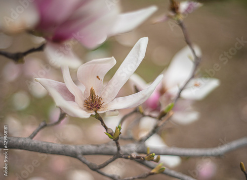 Wallpaper Mural blooming magnolia close-up in early spring, fresh buds of pink magnolia in a city park, magnolia "X Soulangeana" in Uzhgorod, awakening nature, large pink flowers, copy space Torontodigital.ca