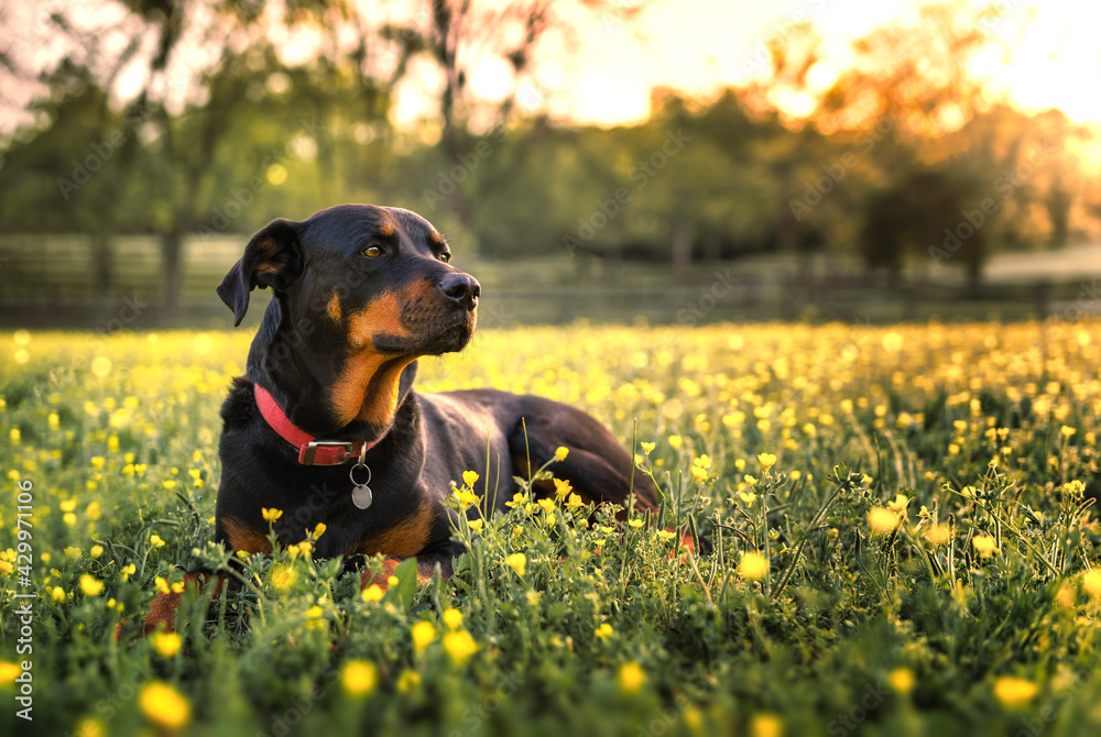 Rottweiler laying in field with yellow flowers and sunset Rottweiler laying in field with yellow flowers and sunset