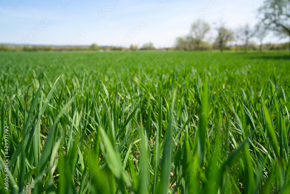 a young green wheat field in the background a blue sky and trees in springtime a young green wheat field in the background a blue sky and trees in springtime