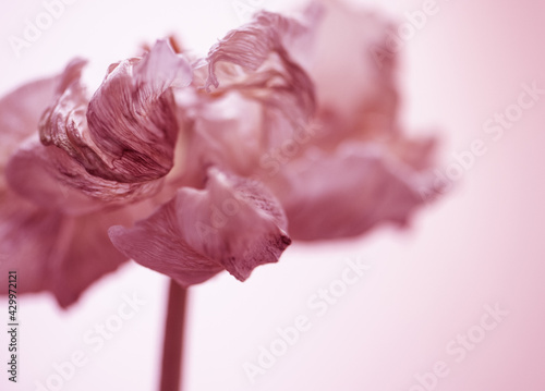 Fototapeta Naklejka Na Ścianę i Meble -  Parrot Tulpe vertrocknet, rosa/lila Touch, close up