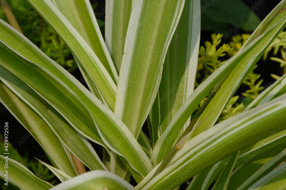 Sansevieria parva , a decorative variegated green plant . Sansevieria parva , a decorative variegated green plant .