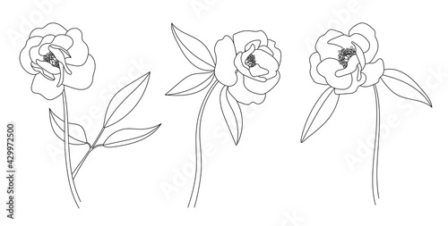 Hand drawn peony flowers and leaves set. Outline floral collection. Simple botanical black ink sketch. Design for tattoo, invitations, greeting cards. Vector illustration isolated on white background.