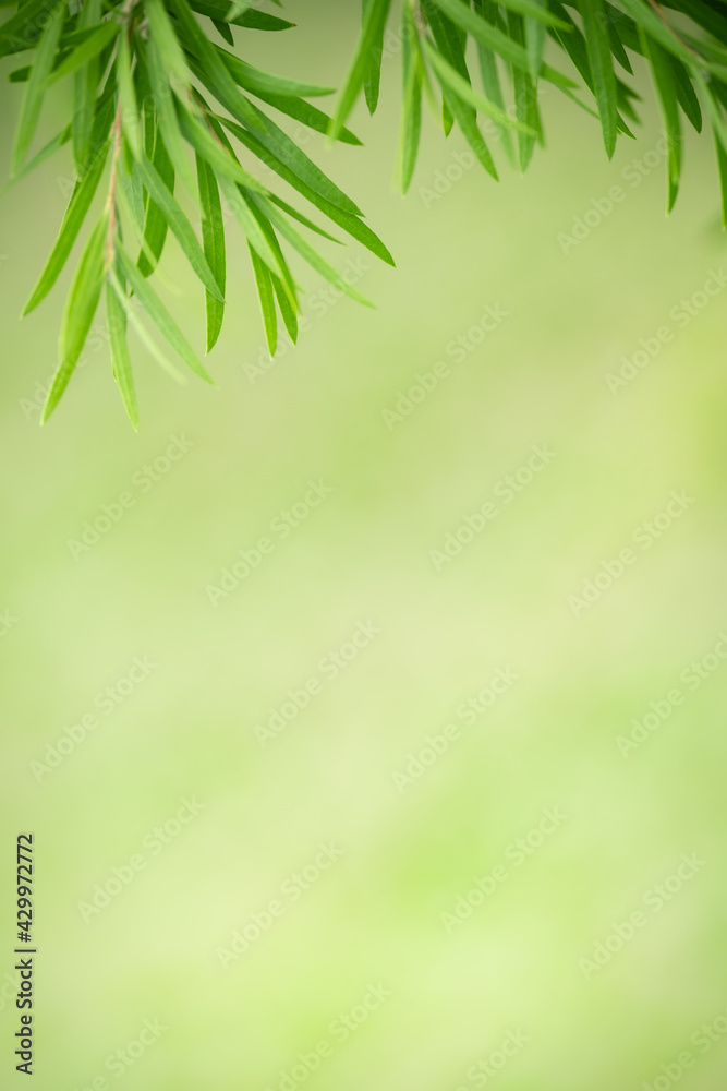 Nature of green leaf in garden at summer. Natural green leaves plants using as spring background cover page greenery environment ecology wallpaper