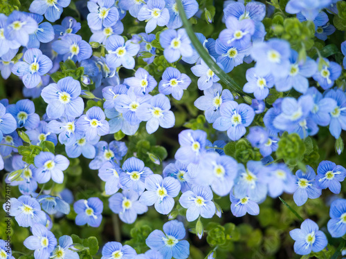 Niebieskie, błękitne małe kwiatki pośród trawy