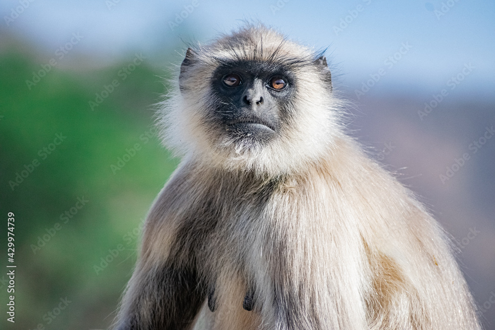 close up of a female monkey