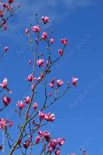 Baumkrone einer rosa Tulpenmagnolie, Magnolia × soulangeana, in voller Blüte vor blauem Frühlingshimmel