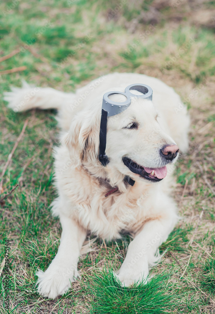 Golden Retriever in a pilot's eyeglass lies in the field Golden Retriever in a pilot's eyeglass lies in the field