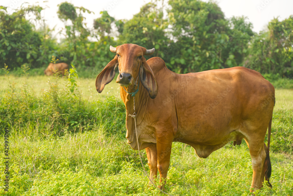 Red bull, native to Thailand, in the green pastures. Red bull, native to Thailand, in the green pastures.