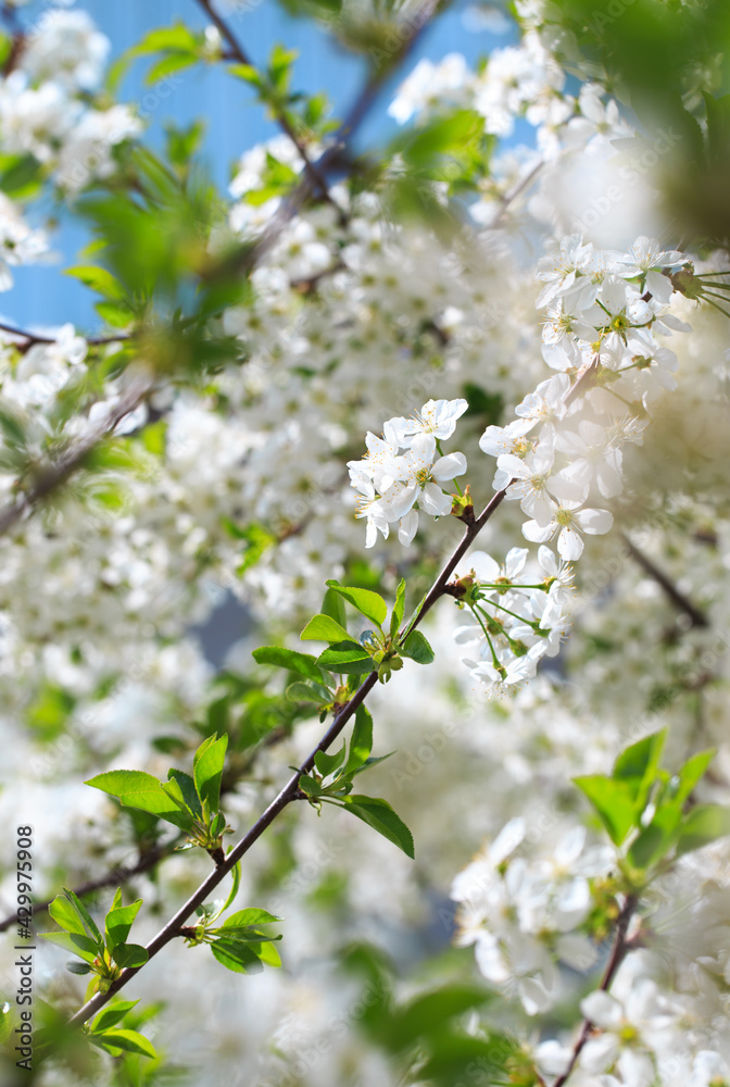 Flowering cherry against a blue sky. Cherry blossoms. Spring background.
