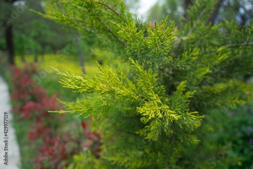 Green bushes in the park close-up. Cypress.