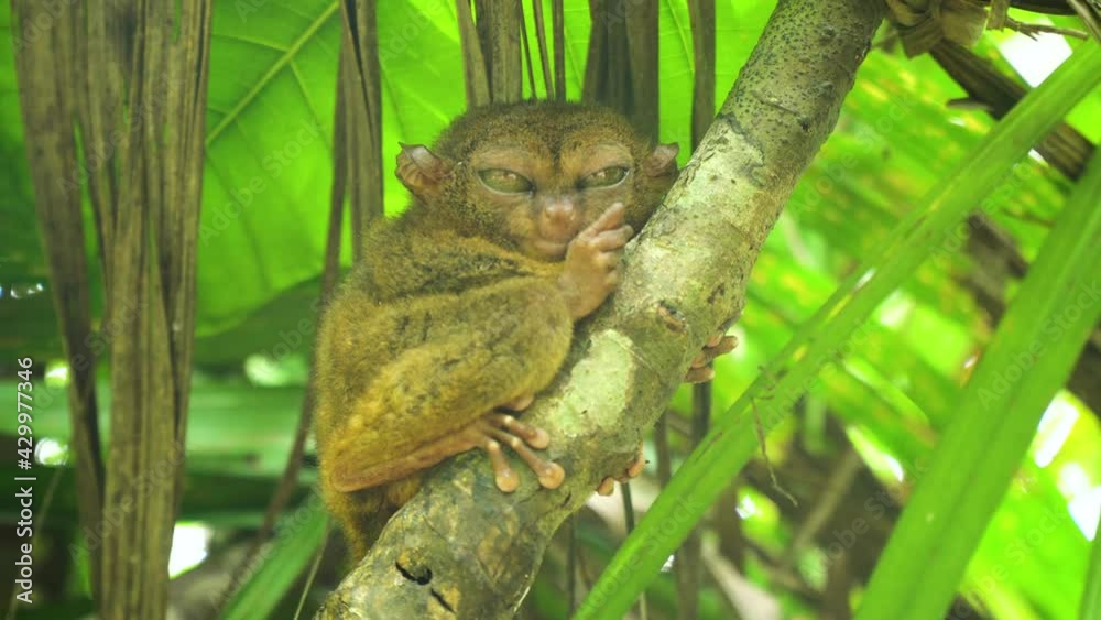 Vidéo Stock Tarsier on the tree. Tarsier sitting on a branch with green ...