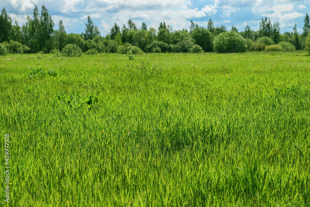 Fototapeta premium Beautiful summer landscape - green field, trees and blue sky. Nature at sunny day
