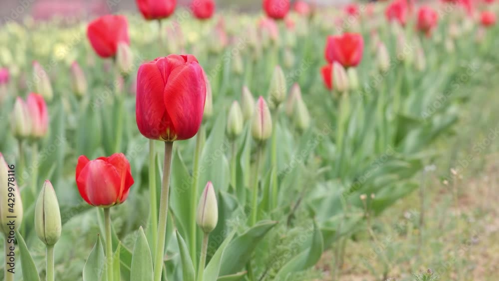 Red tulips representing spring season. Tulips farm.