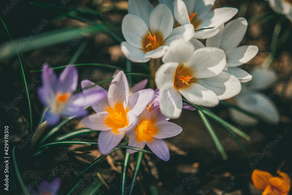 Naklejka premium Flower Blossoms spring time green Crocuses and snow drops