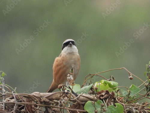 red backed shrike