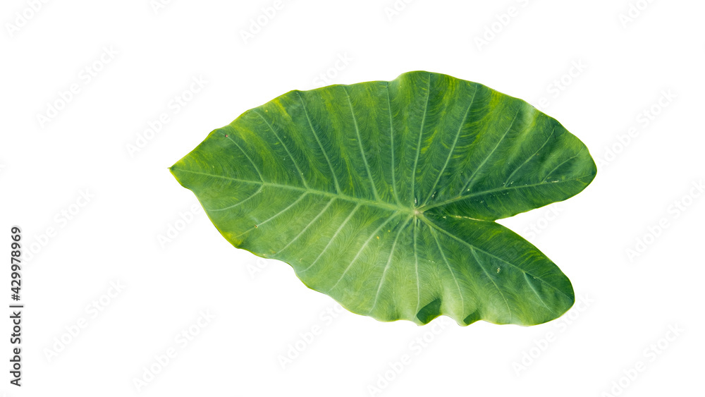 Obraz premium Bonsai leaves, white background, Colocasia esculenta
