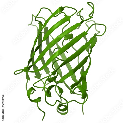 green fluorescent protein