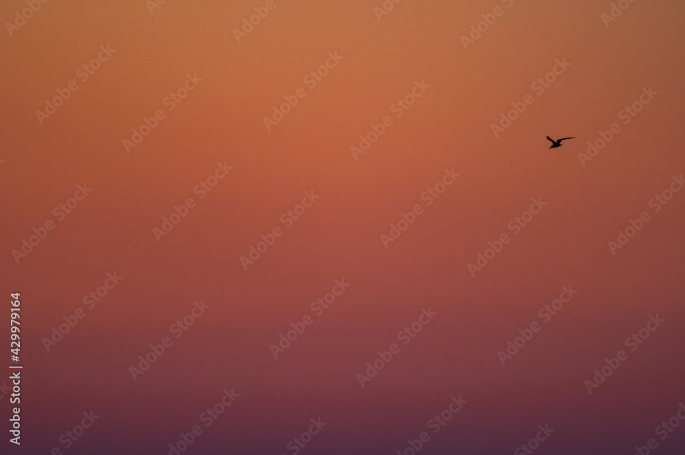 One Bird Flying at Sunrise One Bird Flying at Sunrise