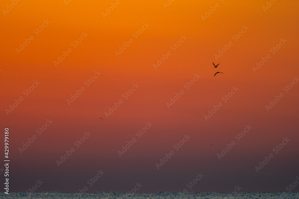 Two Birds over Ocean at Sunrise