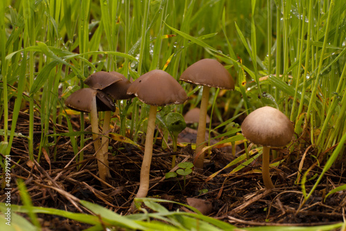 Foto ield spring mushrooms for screensavers and postcards