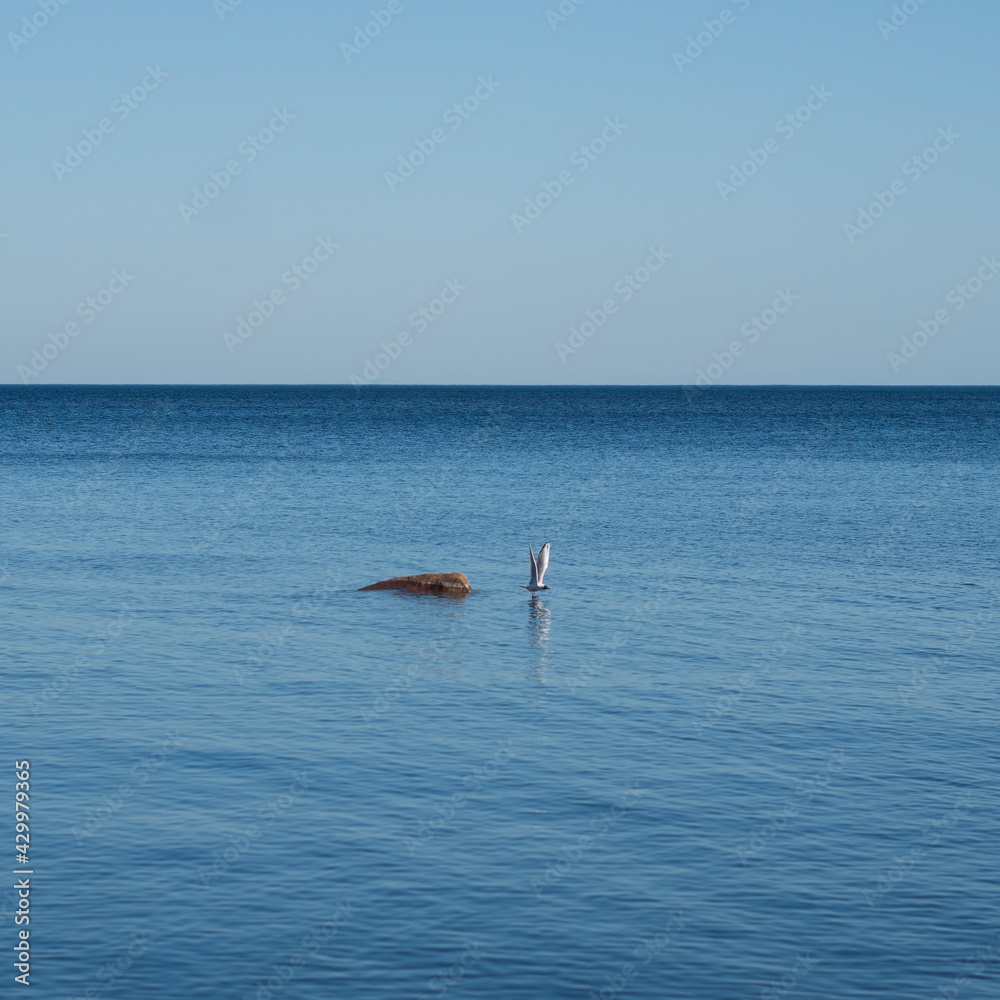 Fototapeta premium seagull in flight