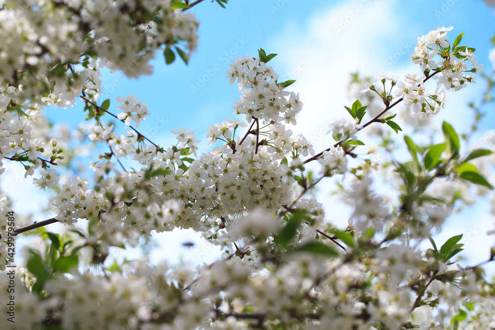 Flowering cherry against a blue sky. Cherry blossoms. Spring background. Flowering cherry against a blue sky. Cherry blossoms. Spring background.