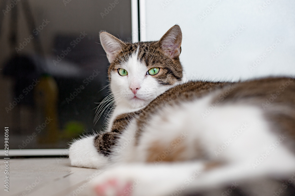 Sweet cat with green eyes lies on floor at home, home comfort concept, indoor. Cope space. Adopt cat, place for text