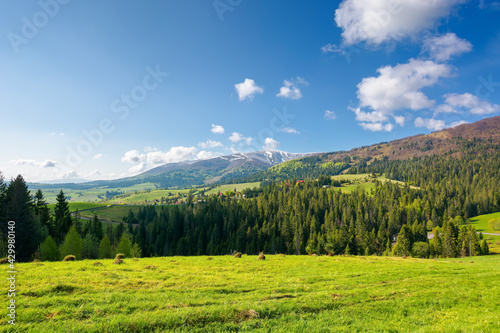 countryside landscape of carpathian mountains. wonderful nature scenery in spring time. fluffy clouds on the sky. village in the distant valley