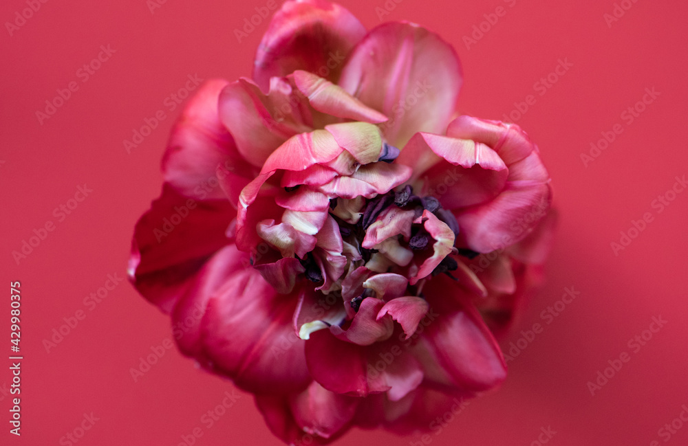 Tulpe in weiß/rosa/rot/grün, Hintergrund rot, close up Tulpe in weiß/rosa/rot/grün, Hintergrund rot, close up