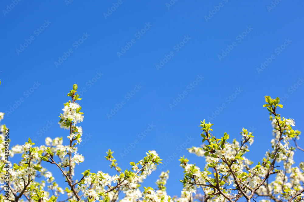 Flowering plum branches against the blue sky. Empty space for text Flowering plum branches against the blue sky. Empty space for text