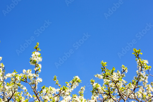 Fototapeta Naklejka Na Ścianę i Meble -  Flowering plum branches against the blue sky. Empty space for text