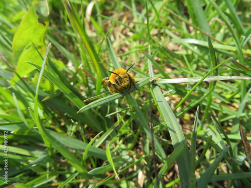 Biene voller Pollen im Gras © C.Razy