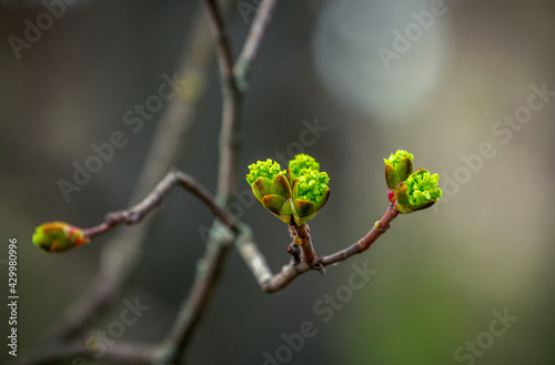 Fototapeta New spring buds and leafs on a branch of tree, growing in the garden
