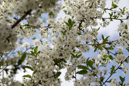 Flowering cherry against a blue sky. Cherry blossoms. Spring background.