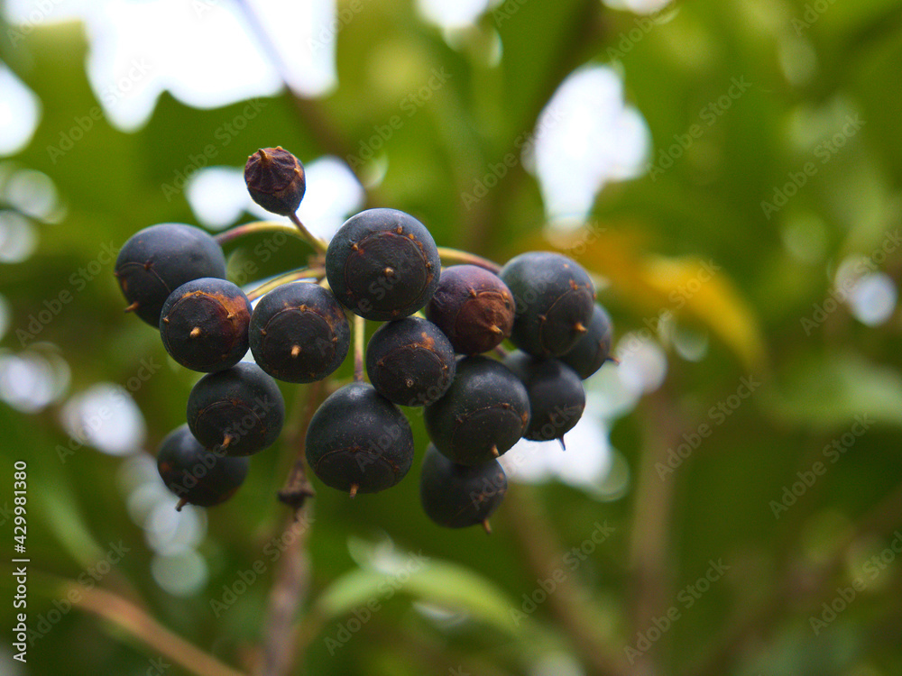 pomegranate fruit on a bush of some plant pomegranate fruit on a bush of some plant