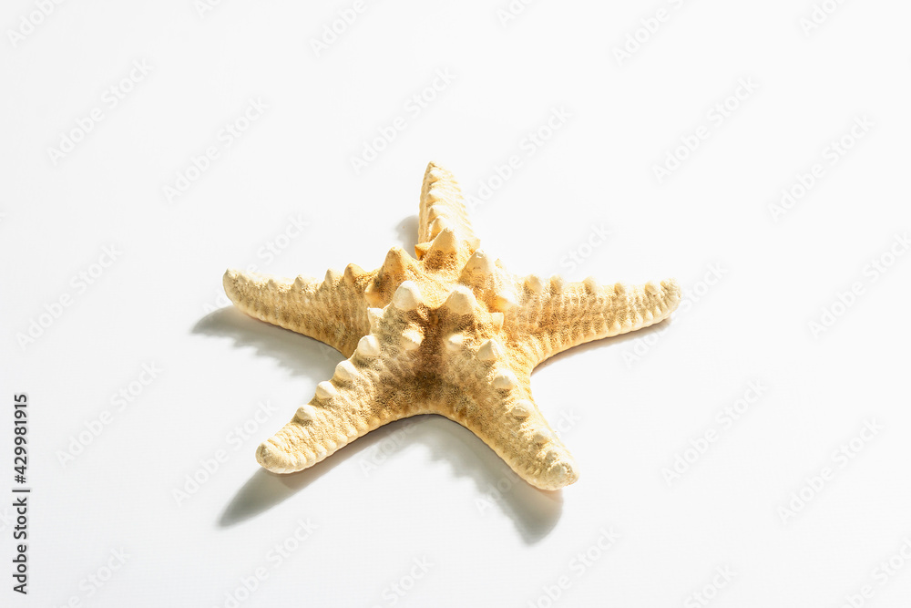 Single starfish isolated on white background Single starfish isolated on white background