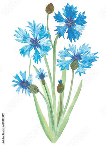 Watercolor hand painted nature floral illustration bouquet with blue cornflower flowers, buds on green stem composition on the white background for card design