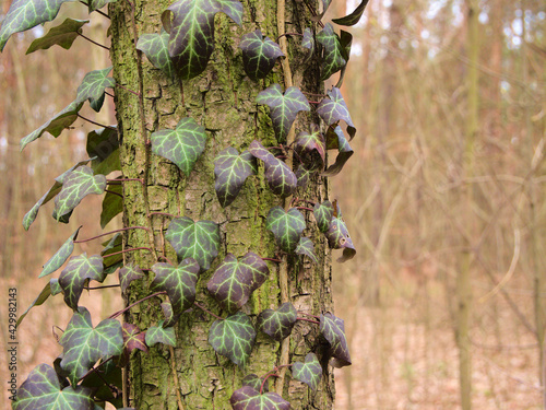 ivy growing on a tree in the forest