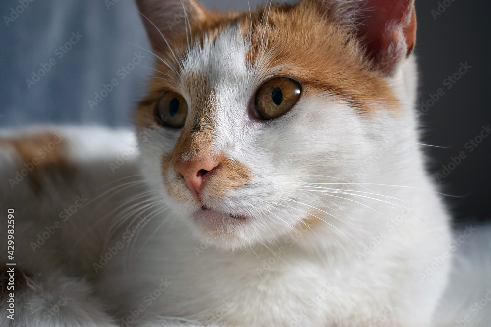 Rudo-biały kot - zdjęcie portretowe - obrazy, fototapety, plakaty 